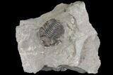 Bargain, Eldredgeops Trilobite Fossil - New York #138820-1